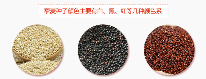 藜麥種子顏色主要有白、黑、紅等幾種顏色系，營養(yǎng)成分相差不大，其中白色口感好，黑、紅色口感相對差些，籽粒也較小。