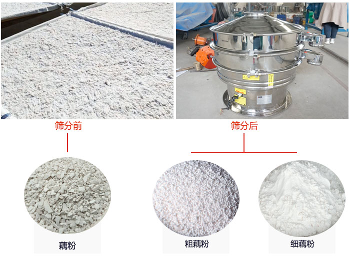 蓮藕淀粉曬干，采用304不銹鋼材質(zhì)藕粉振動(dòng)篩篩分后前后對(duì)比效果圖展示。