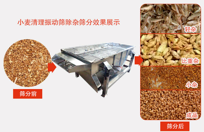 小麥清理振動篩小麥篩分效果展示圖可同時篩分出輕雜，比重雜，小雜，成品等四個等級。
